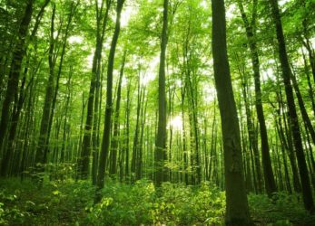 Sunlight in the green forest, spring time; Shutterstock ID 127325765; PO: NG; Client: NG